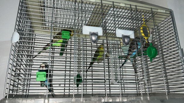 Budgies