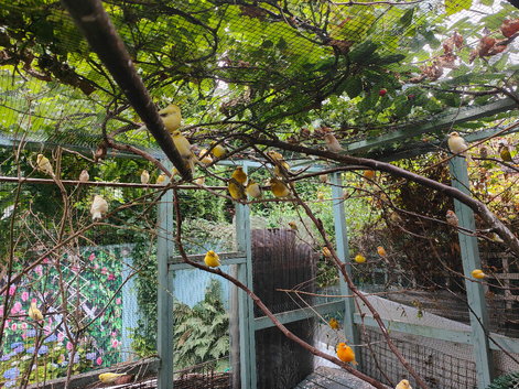 Canaries & Finches for Sale