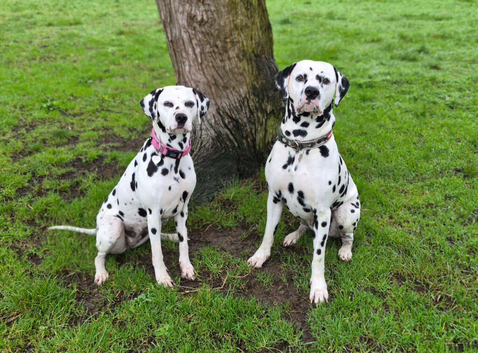**Exceptional KC Dalmatian Litter Incoming**