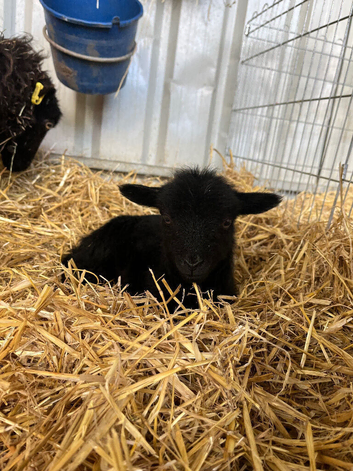 Ouessant lambs for sale