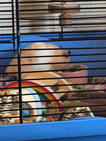 Male syrian hamster 19 weeks old