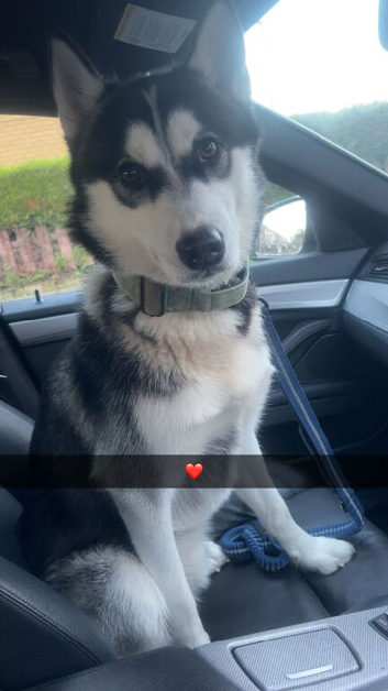 Loving home needed for Leo