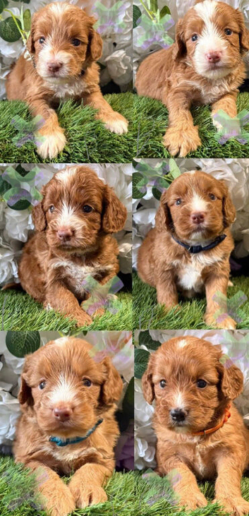 F1 apricot and fox red mini cockapoos 30 dna health tested clear