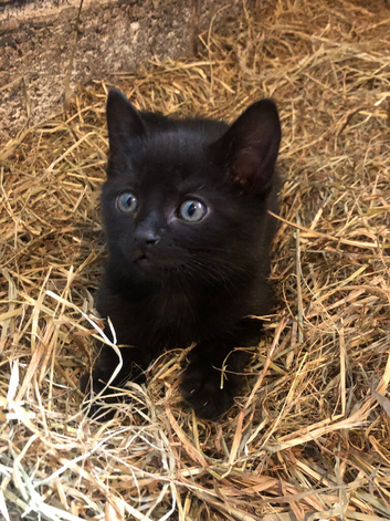 Fun kittens