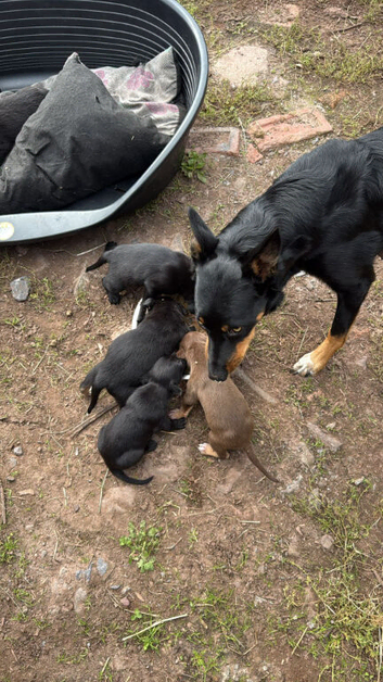 Kelpie x Welsh collie x Belgian malinois x staffy