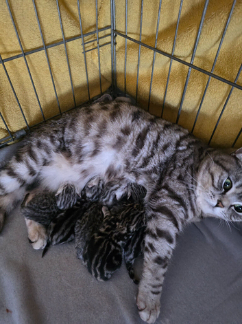 Beautiful bsh silver tabby