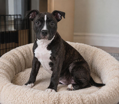 Staffy puppy