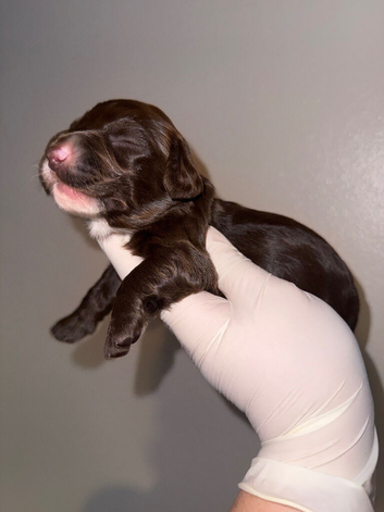 Miniture Dachshund Pups