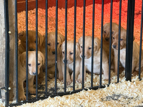 Labrador pups