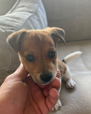 For sale Jack Russel puppy
