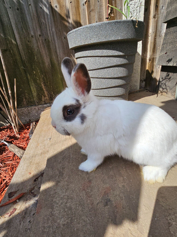 Netherland Dwarf