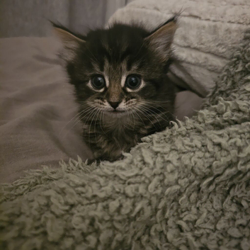 Mixed maincoone fluffy kitten