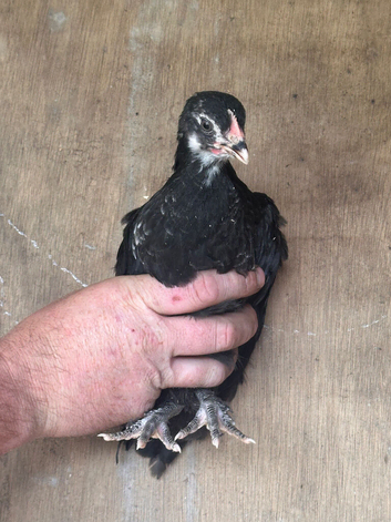 4 chicks and a cockerel