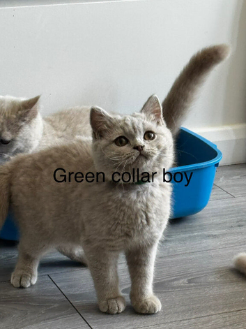 Tica Reg - Ready Now - Lilac British Shorthair Boy