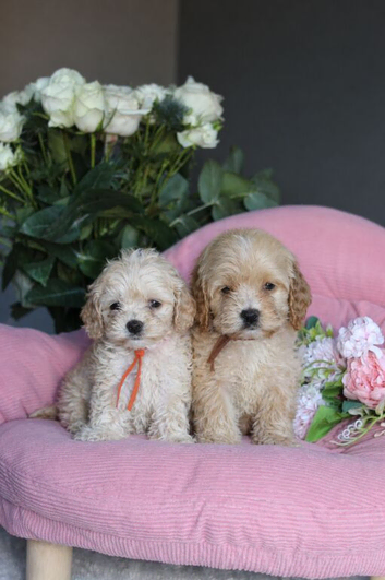 Unique American Cockapoo Puppies
