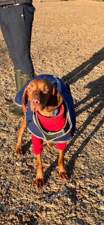 Outstanding kc registered Hungarian vizsla