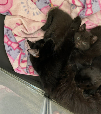 Beautiful fluffy kittens for sale