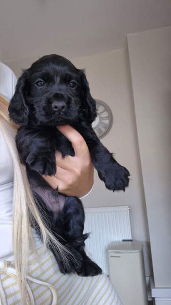 Corcker spaniel