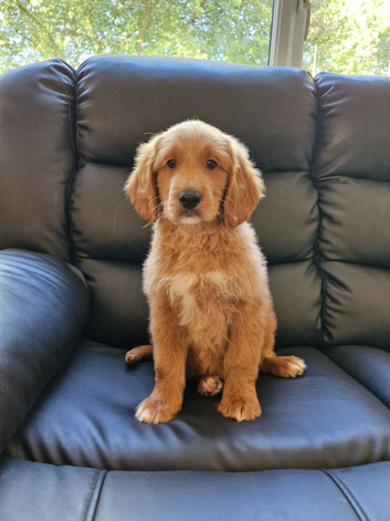 1 BOY LEFT!! STUNNING GOLDENDOODLE PUPPIES