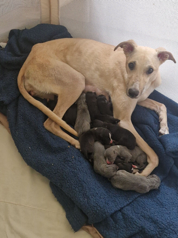 Saluki bull greyhound Cross with collie bull greyhound