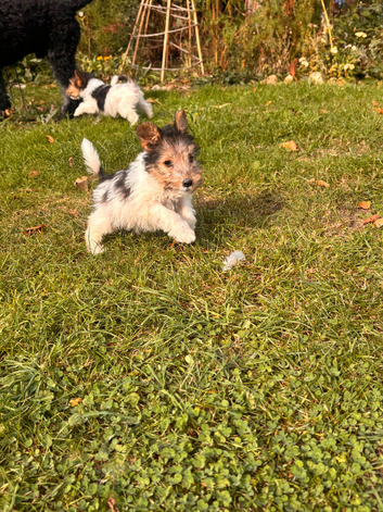 5 X Beautiful Wire Fox Terrier Puppies