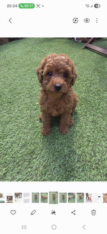 Toy poodle  for  sale