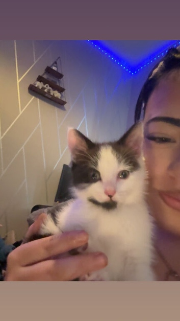 12 week old kitten