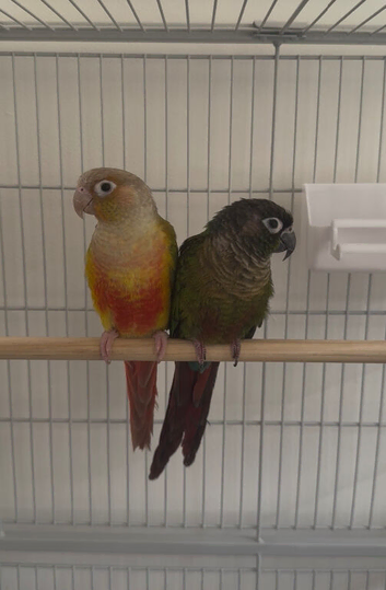 2 STUNNING 9 WEEK OLD CONURES