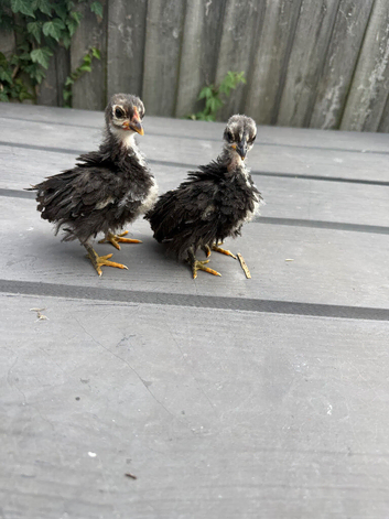 Sarama chicks