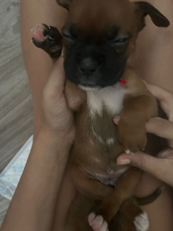 Pedigree Boxer Puppies looking for their forever homes