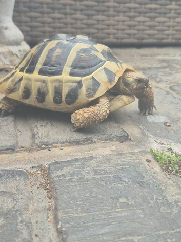 Tortoise