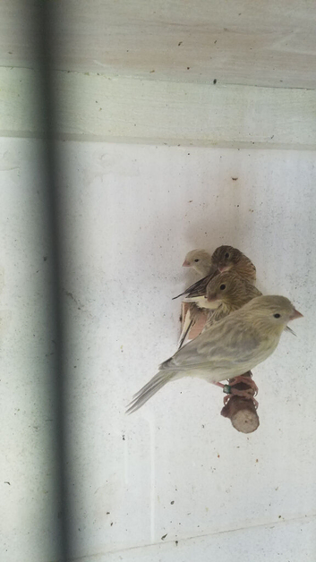 For sale young agate canary