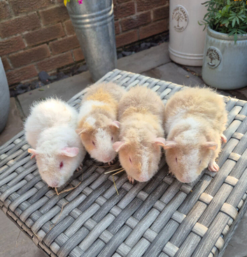 Baby Guinea Pigs Teddy Breed