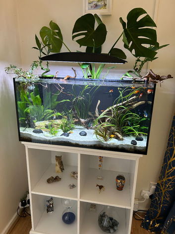 Fully equipped aquarium setup 240 l