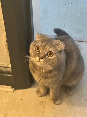 Purebreed 5 Year Female - Lily