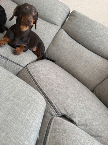 Miniature dachshund