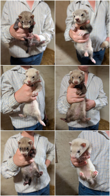 Gorgeous ferrets ready to go now