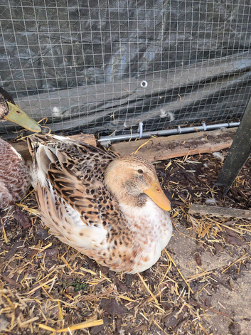 Free Group of ducks
