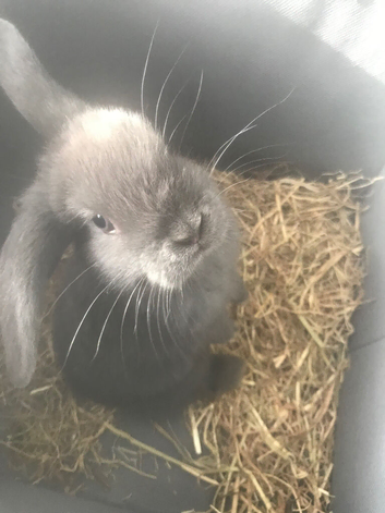 2 beautiful baby mini lop