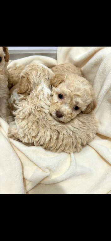 Miniature F1b Cockapoo Puppies - Apricot & White
