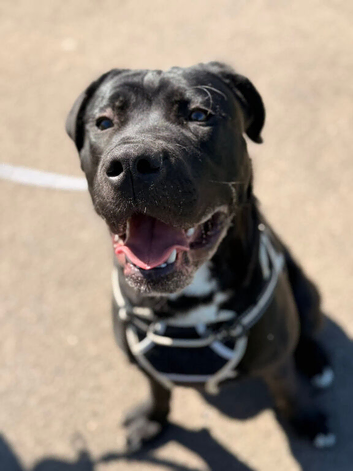 Cane Corso X Neopolitan Mastiff/Great Dane
