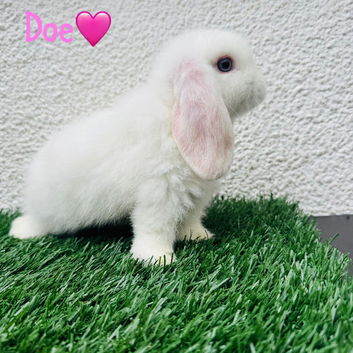 Pure breed mini lop doe