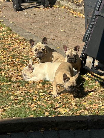 French Bulldog Boy and Girl