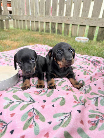 Stunning KC Reg Miniature Dachshunds