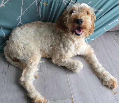 Urgent urgent looking for 5* home