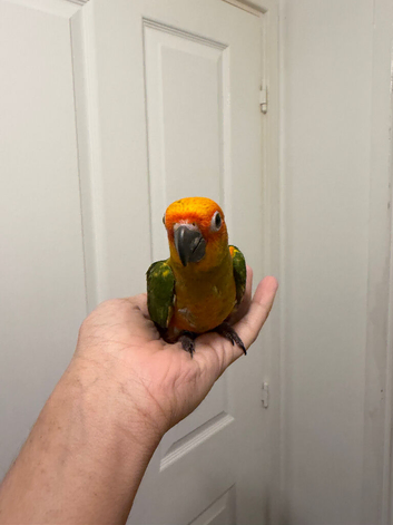 Selling baby handreared sun conures