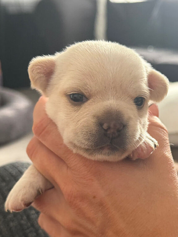 French bulldog x chihuahua puppies