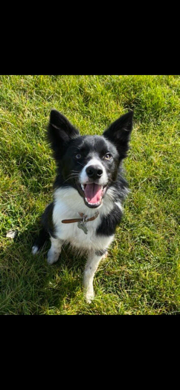 Finn 6-year-old Border Collie - Free to a loving quiet home