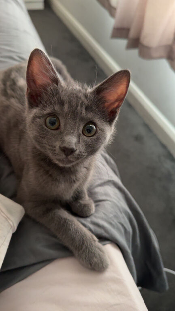 3 month kitten