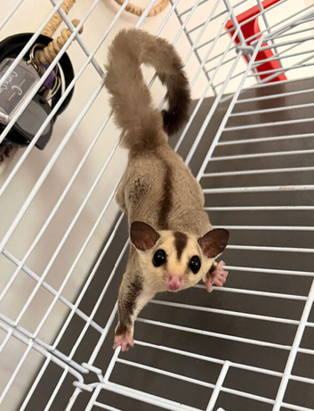 Breeding pair of sugar gliders
